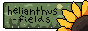 helianthus fields